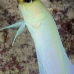 jawfish_yellowhead_dw_wc_v_0515_tci0873.jpg